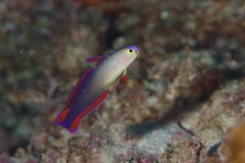10.7:350:234:0:0:akebono:right:1:1:アケボノハゼ:0: